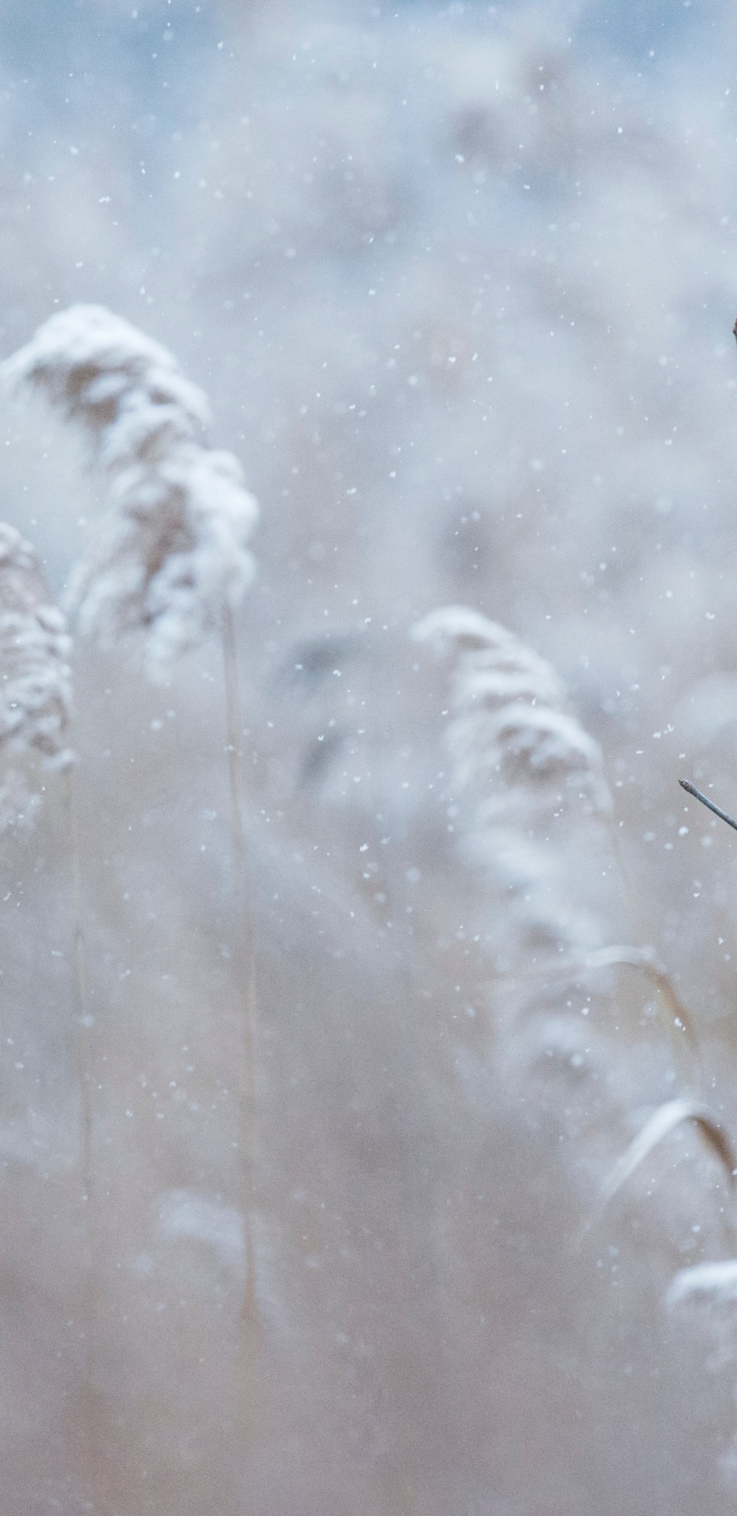 Обои Северный кардинал, количественное числительное, зимний кардинал, зима, растение в разрешении 1440x2960