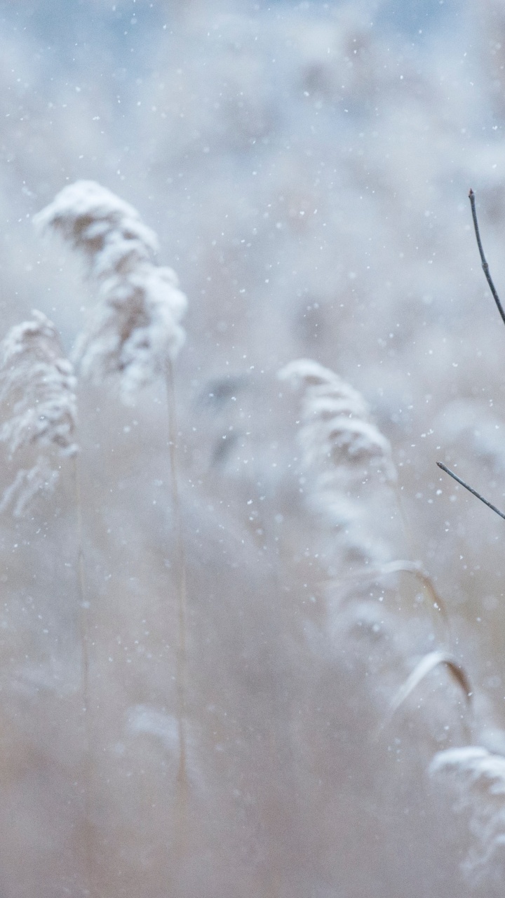 Обои Северный кардинал, количественное числительное, зимний кардинал, зима, растение в разрешении 720x1280