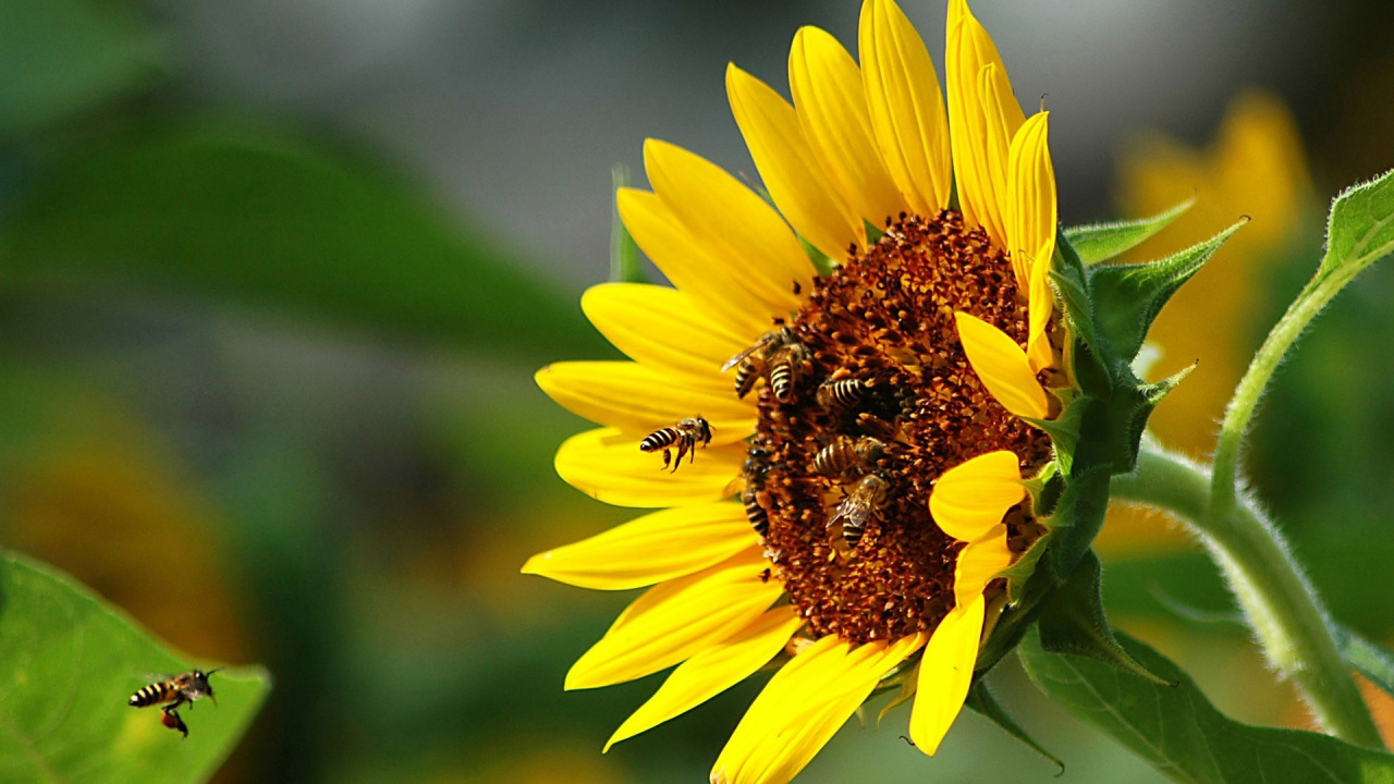 Обои медоносная пчела, опыление, насекомое, общие подсолнуха, улей в разрешении 1280x720