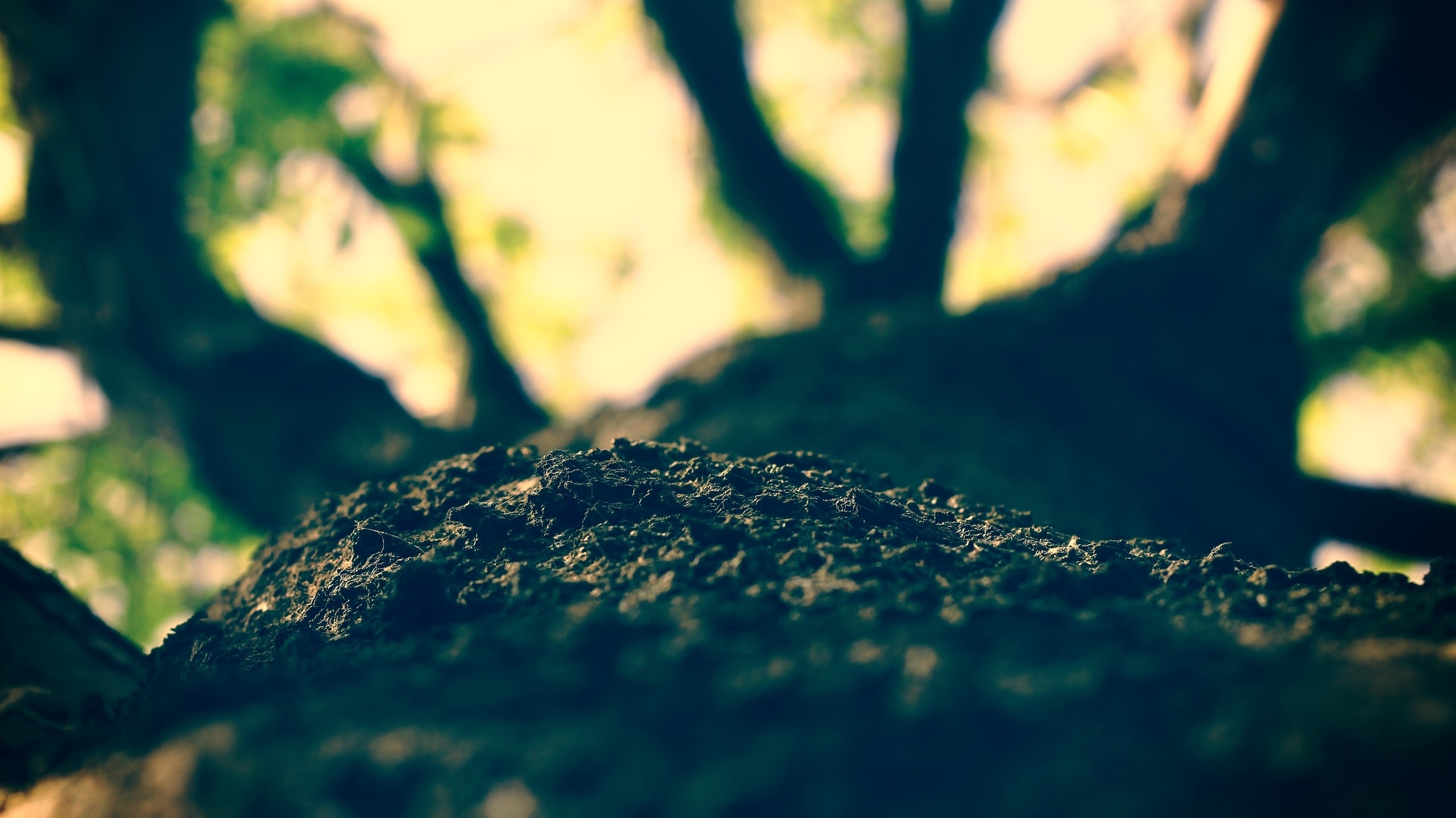 Обои дерево, Кора, зеленый, вода, солнечный свет в разрешении 2560x1440