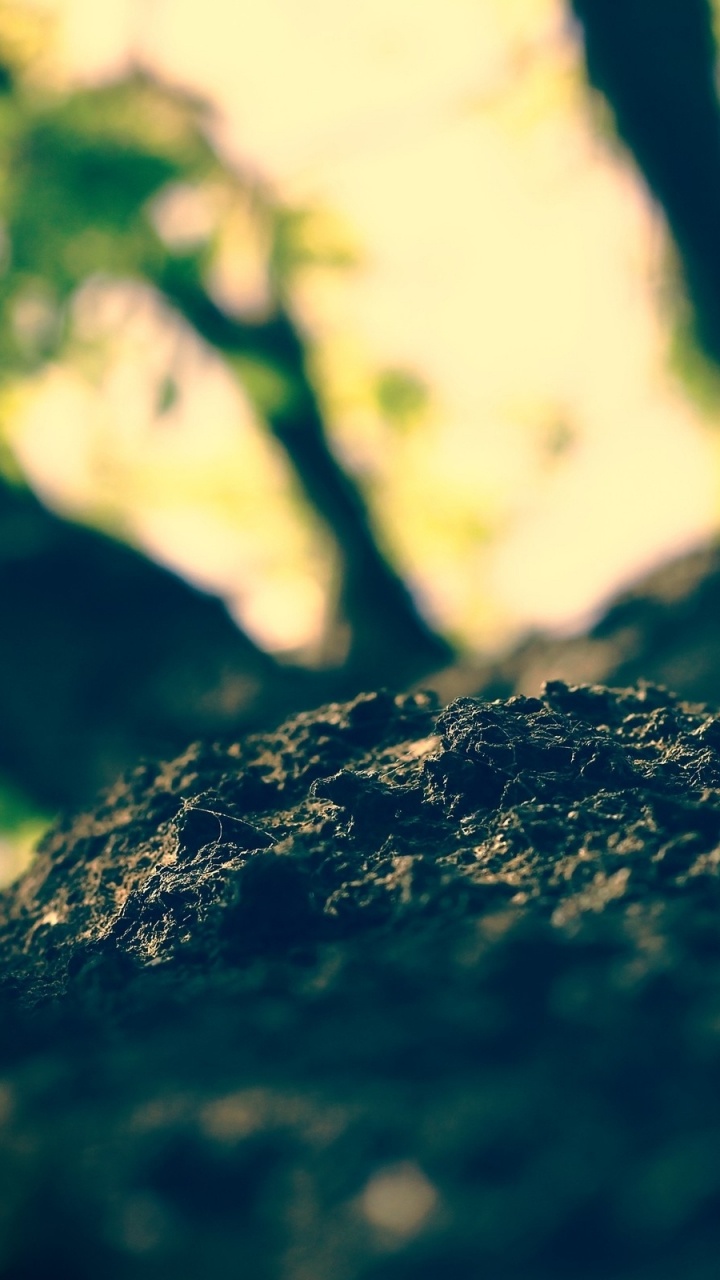 Обои дерево, Кора, зеленый, вода, солнечный свет в разрешении 720x1280