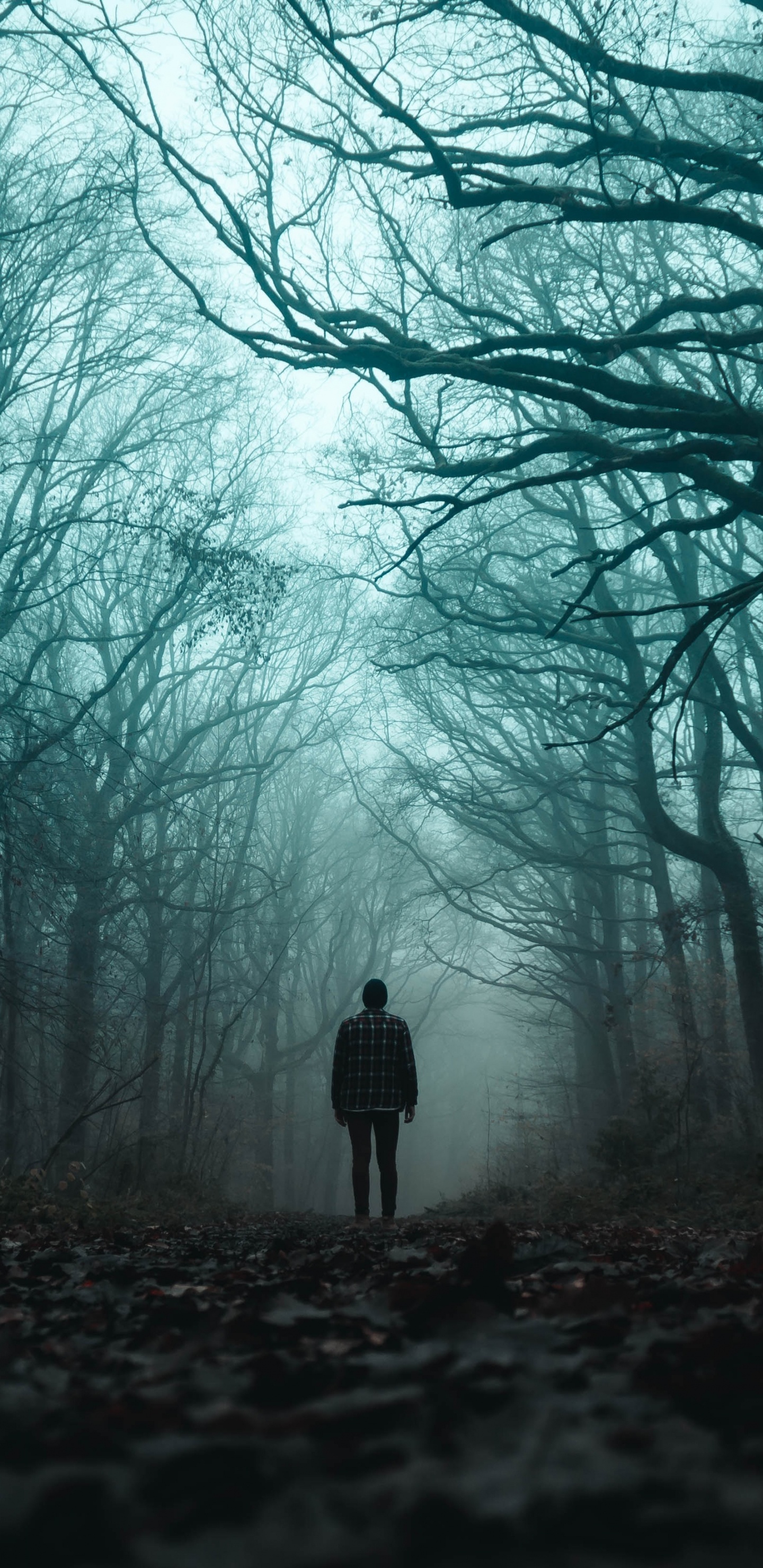 Обои дерево, лесистая местность, атмосфера, силуэт, зеленый в разрешении 1440x2960