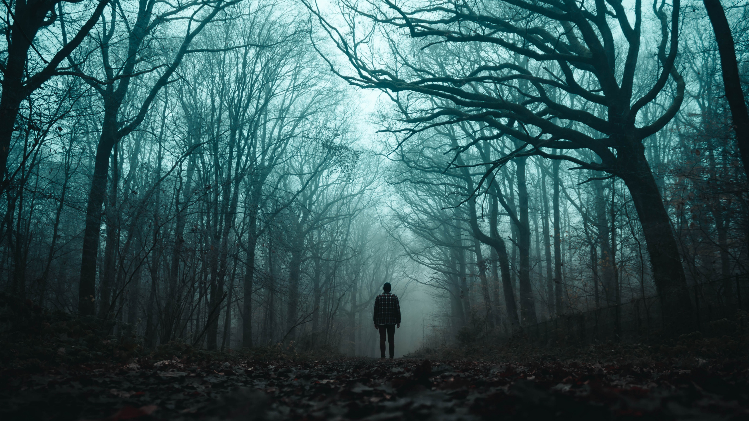 Обои дерево, лесистая местность, атмосфера, силуэт, зеленый в разрешении 2560x1440