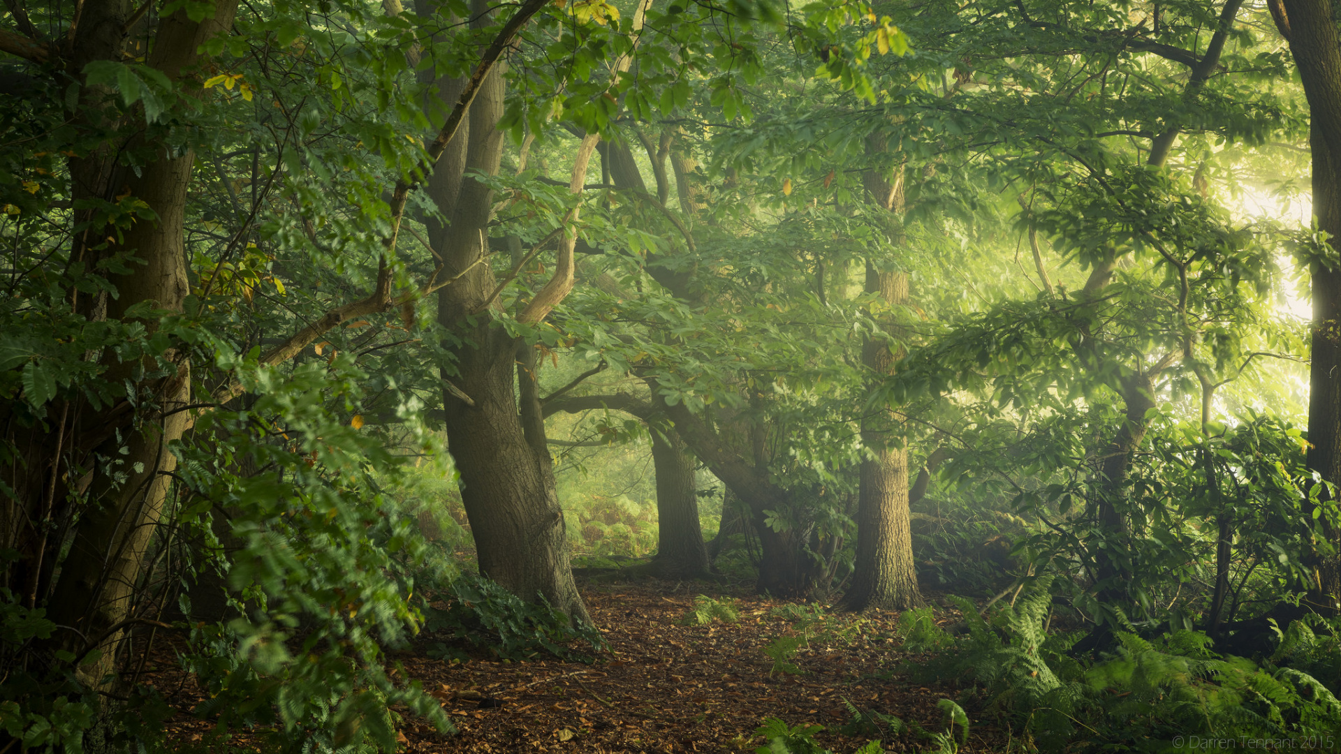 Обои растительность, лес, природа, дерево, лесистая местность в разрешении 1920x1080