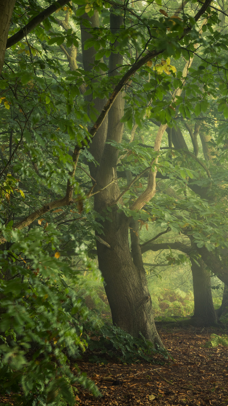 Обои растительность, лес, природа, дерево, лесистая местность в разрешении 750x1334