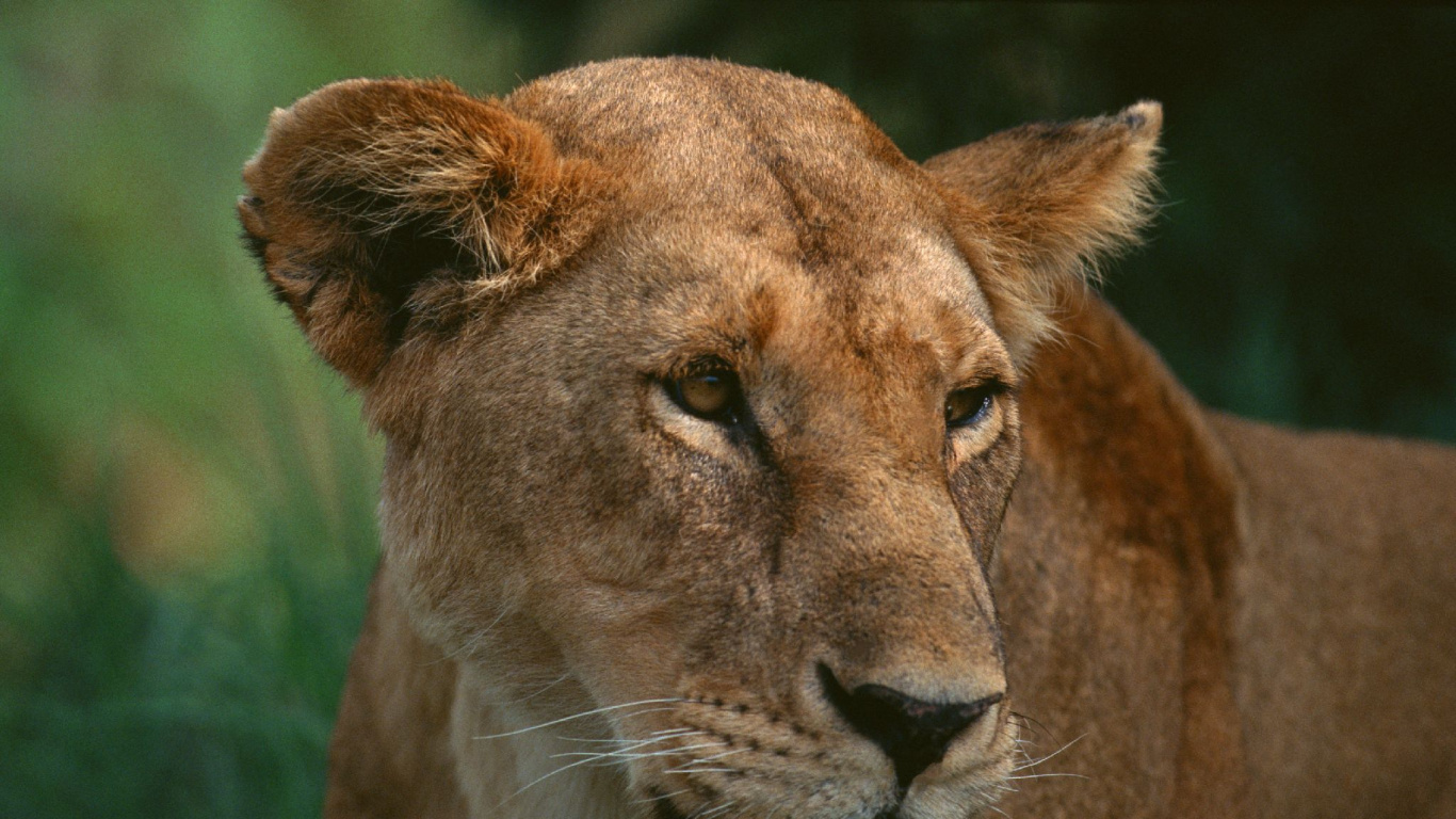 Обои Лев, Леопард, масаи Мара, живая природа, наземные животные в разрешении 1366x768