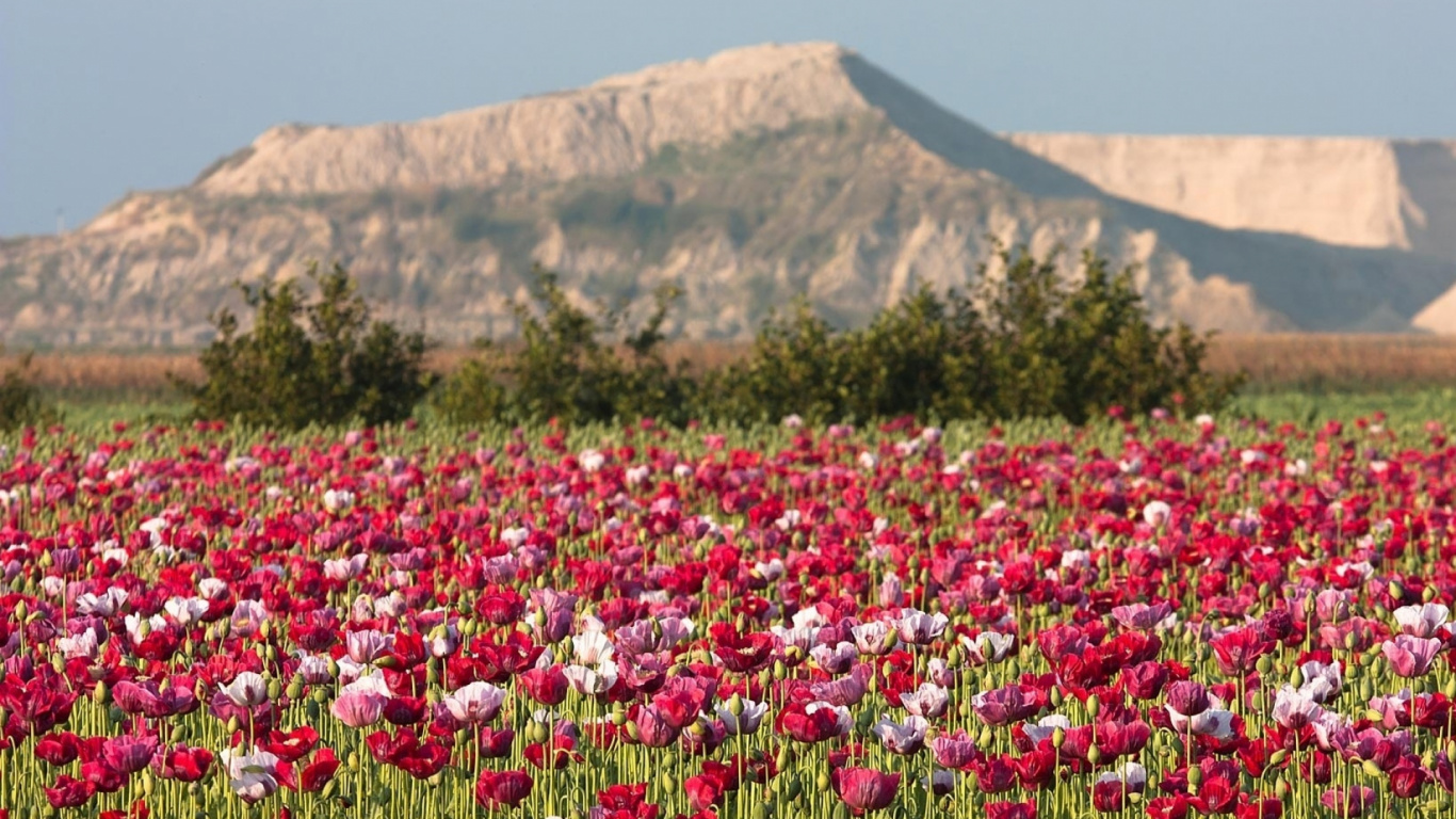 Обои полевой цветок, цветковое растение, растение, экорегион, луг в разрешении 1366x768