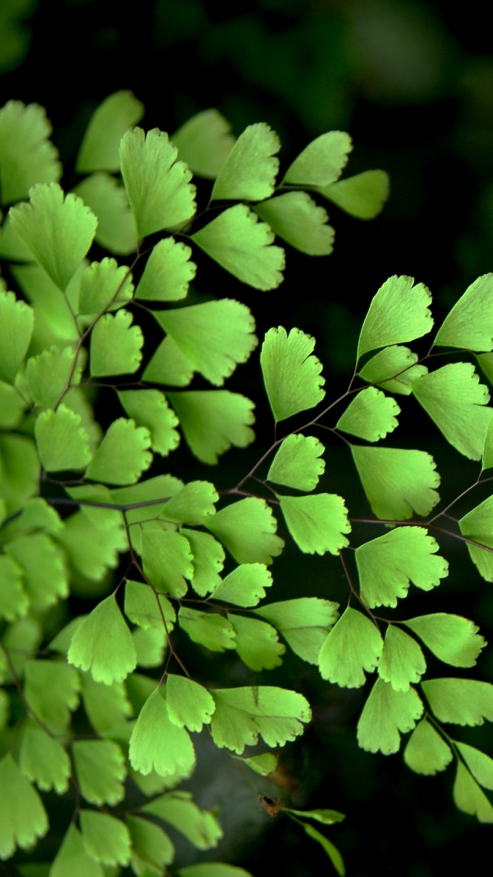 Обои растение, сосудистые растения, папоротник, ветвь с листьями, Флора в разрешении 720x1280