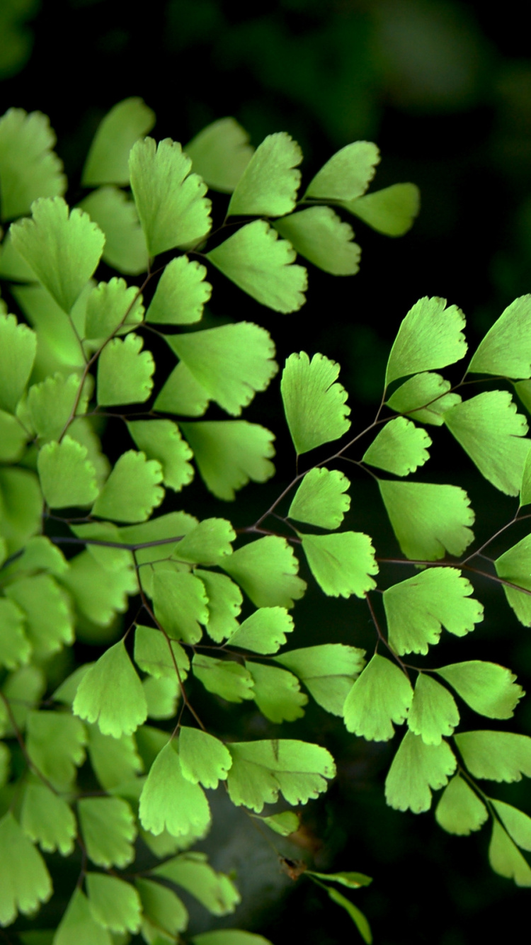 Обои растение, сосудистые растения, папоротник, ветвь с листьями, Флора в разрешении 750x1334