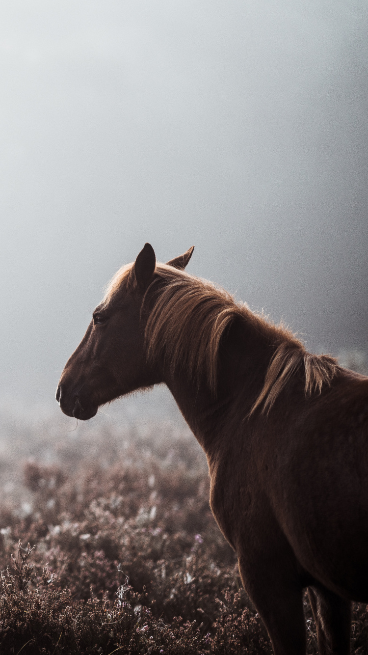 Обои конь, туман, дымка, утро, сенокосное угодье в разрешении 750x1334