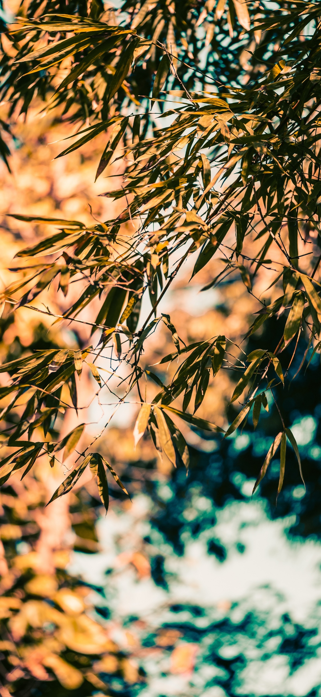 Обои ветвь, бамбук, дерево, природа, лист в разрешении 1125x2436