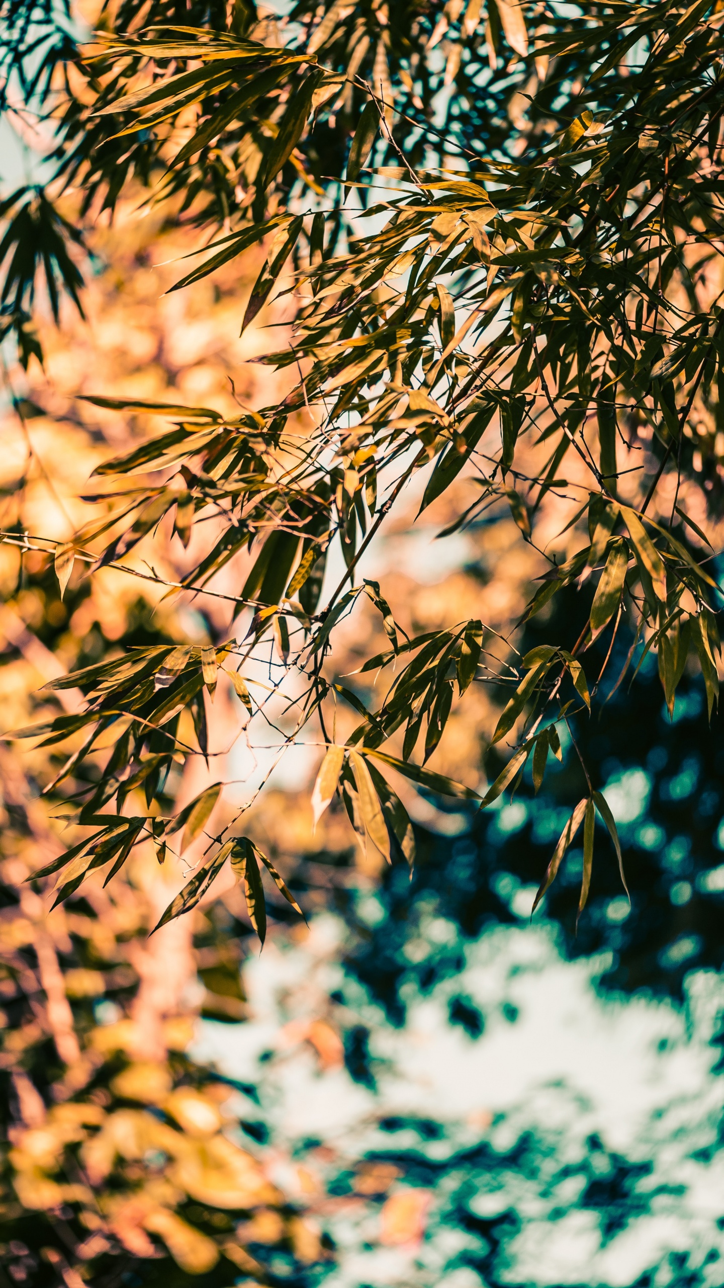 Обои ветвь, бамбук, дерево, природа, лист в разрешении 1440x2560