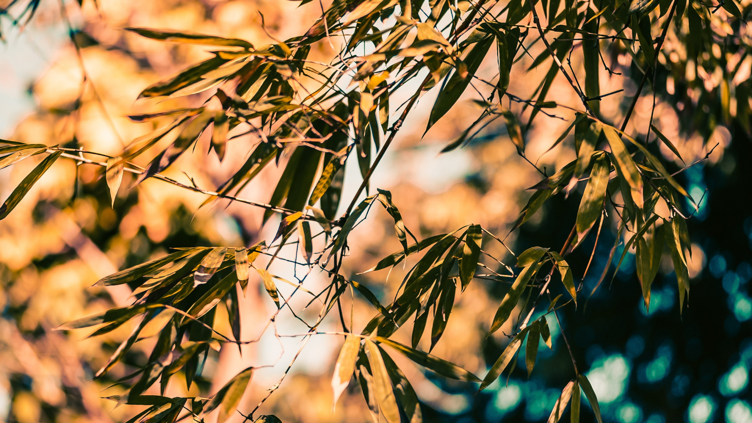 Обои ветвь, бамбук, дерево, природа, лист в разрешении 2560x1440