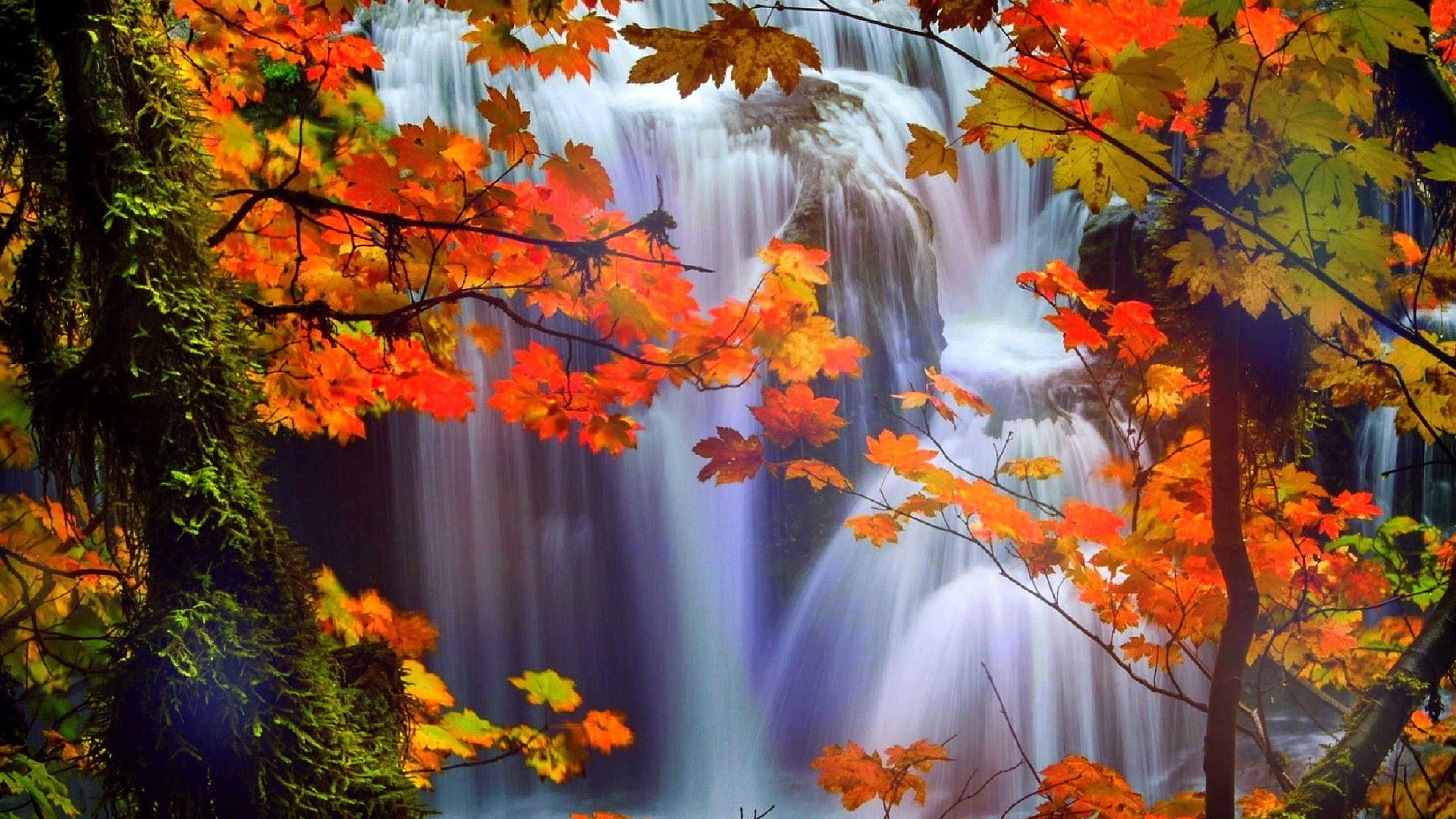 Обои осень, театральные декорации, дерево, природа, лист в разрешении 2560x1440