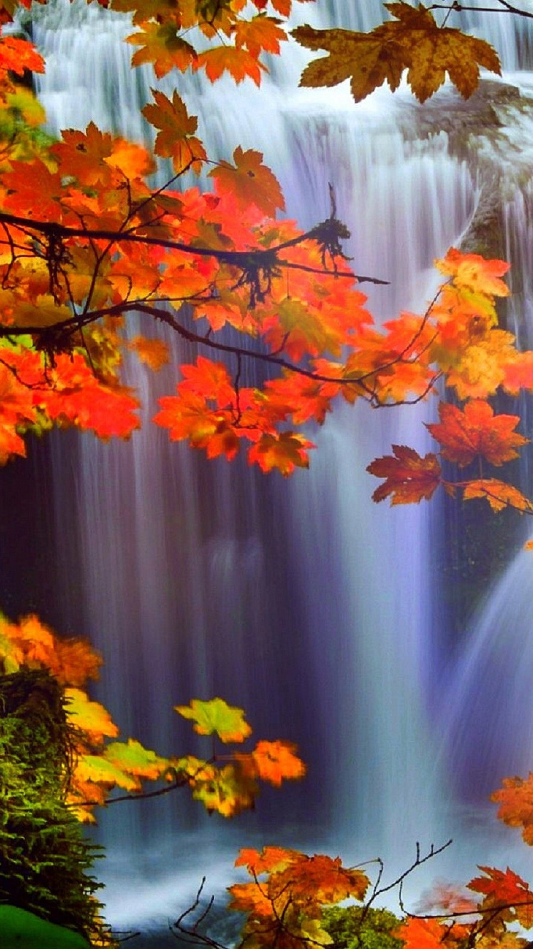 Обои осень, театральные декорации, дерево, природа, лист в разрешении 750x1334