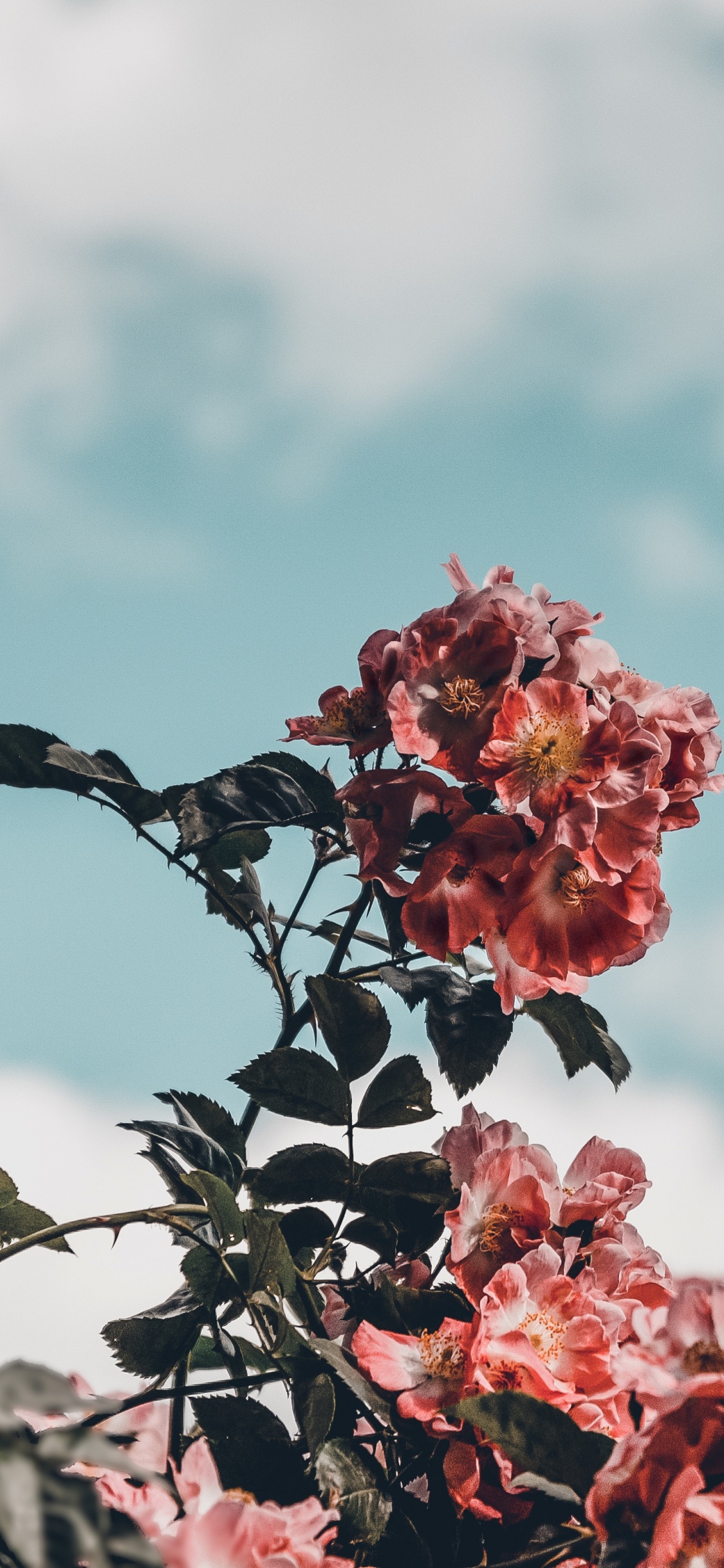 Обои цветок, розовый, растение, весна, лист в разрешении 1125x2436