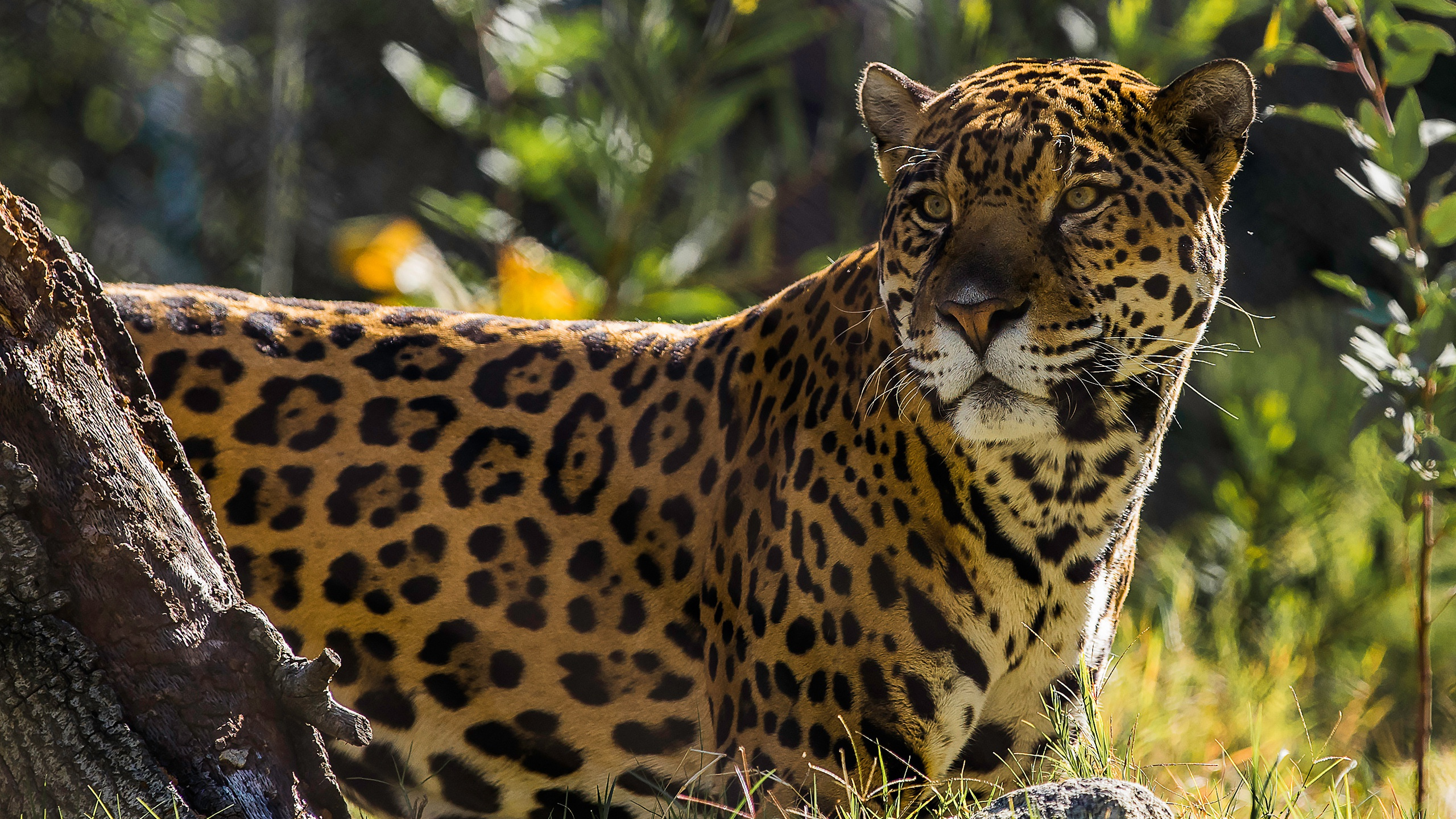Обои Ягуар, Леопард, наземные животные, живая природа, кошачьих в разрешении 2560x1440