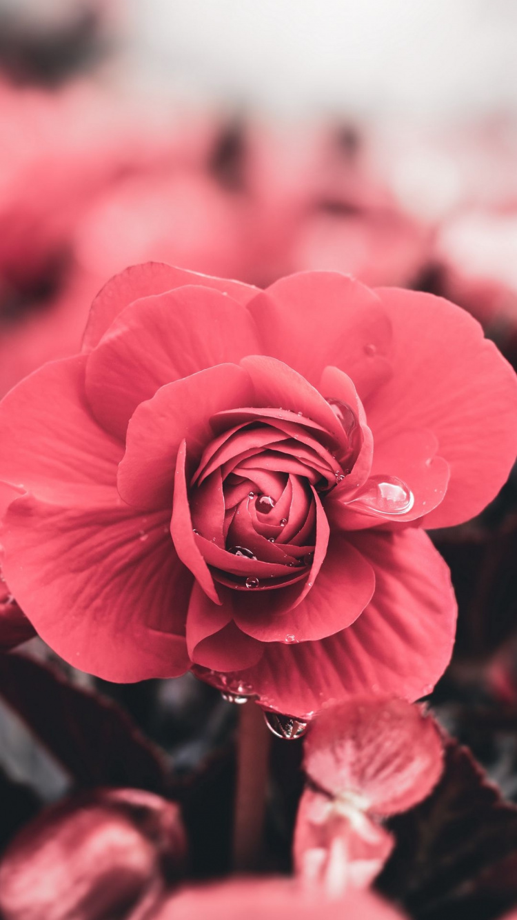 Обои слеза и улыбка, цветок, растение, лепесток, гибридная чайная роза в разрешении 750x1334