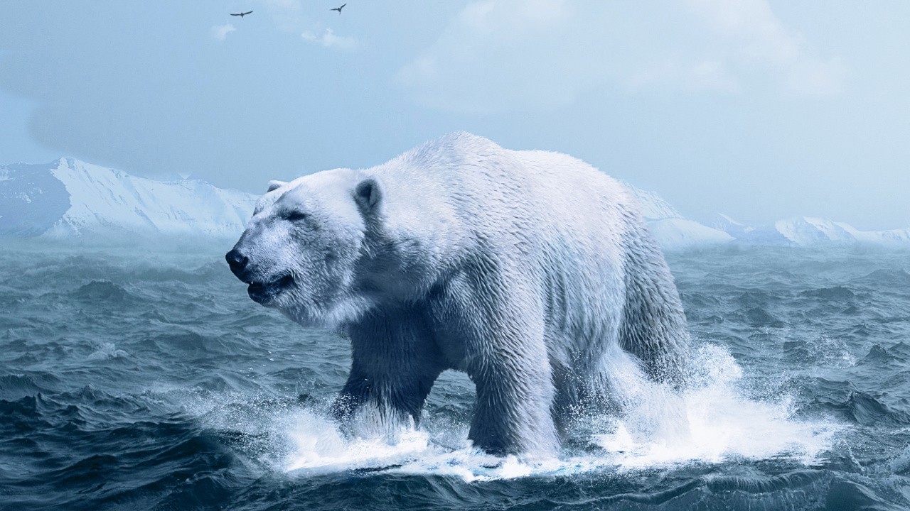 Обои белый медведь, медведь, Арктика, лед, полярные льды в разрешении 1280x720