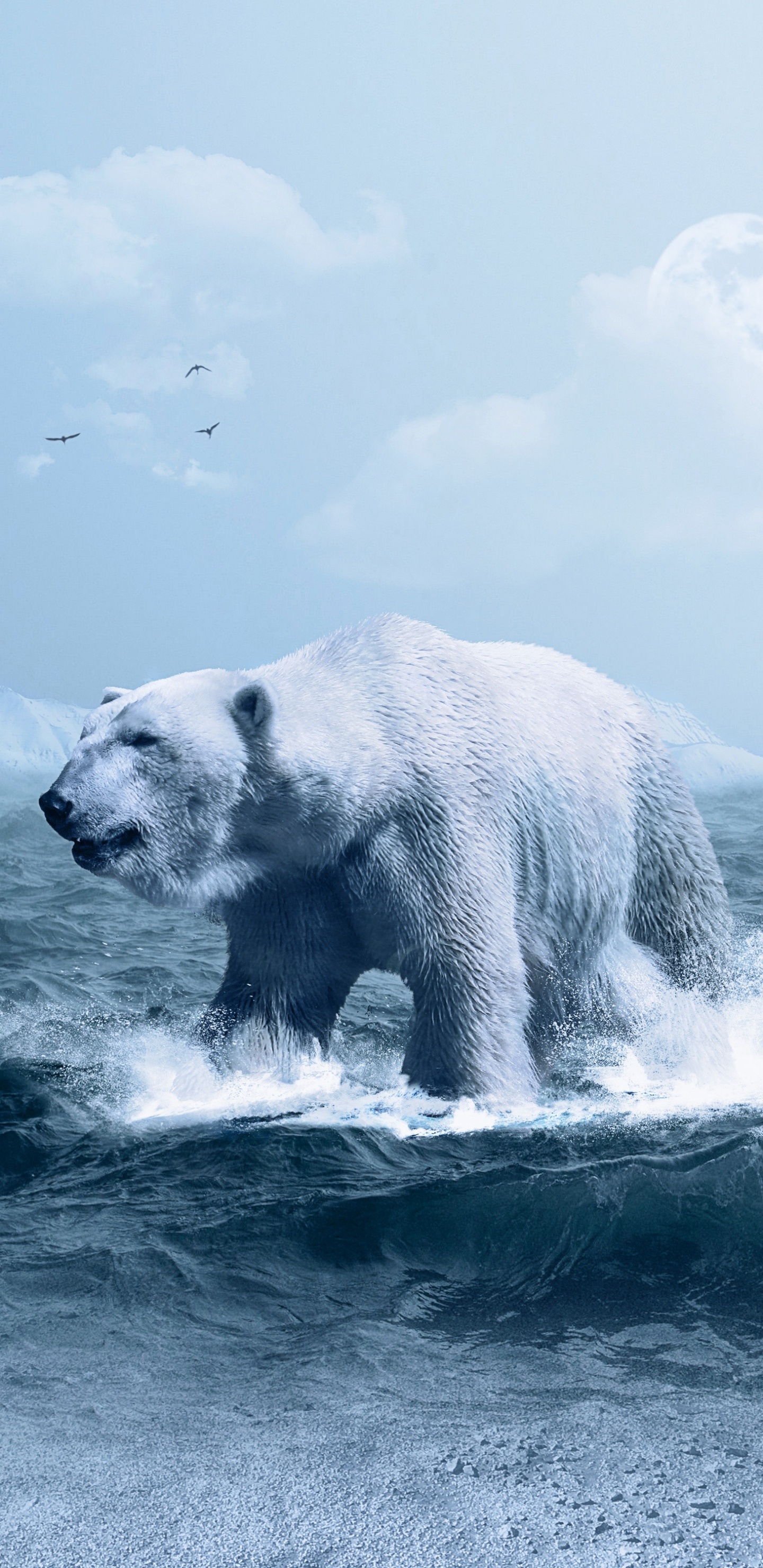 Обои белый медведь, медведь, Арктика, лед, полярные льды в разрешении 1440x2960