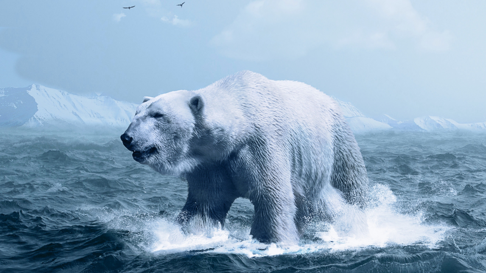 Обои белый медведь, медведь, Арктика, лед, полярные льды в разрешении 1920x1080