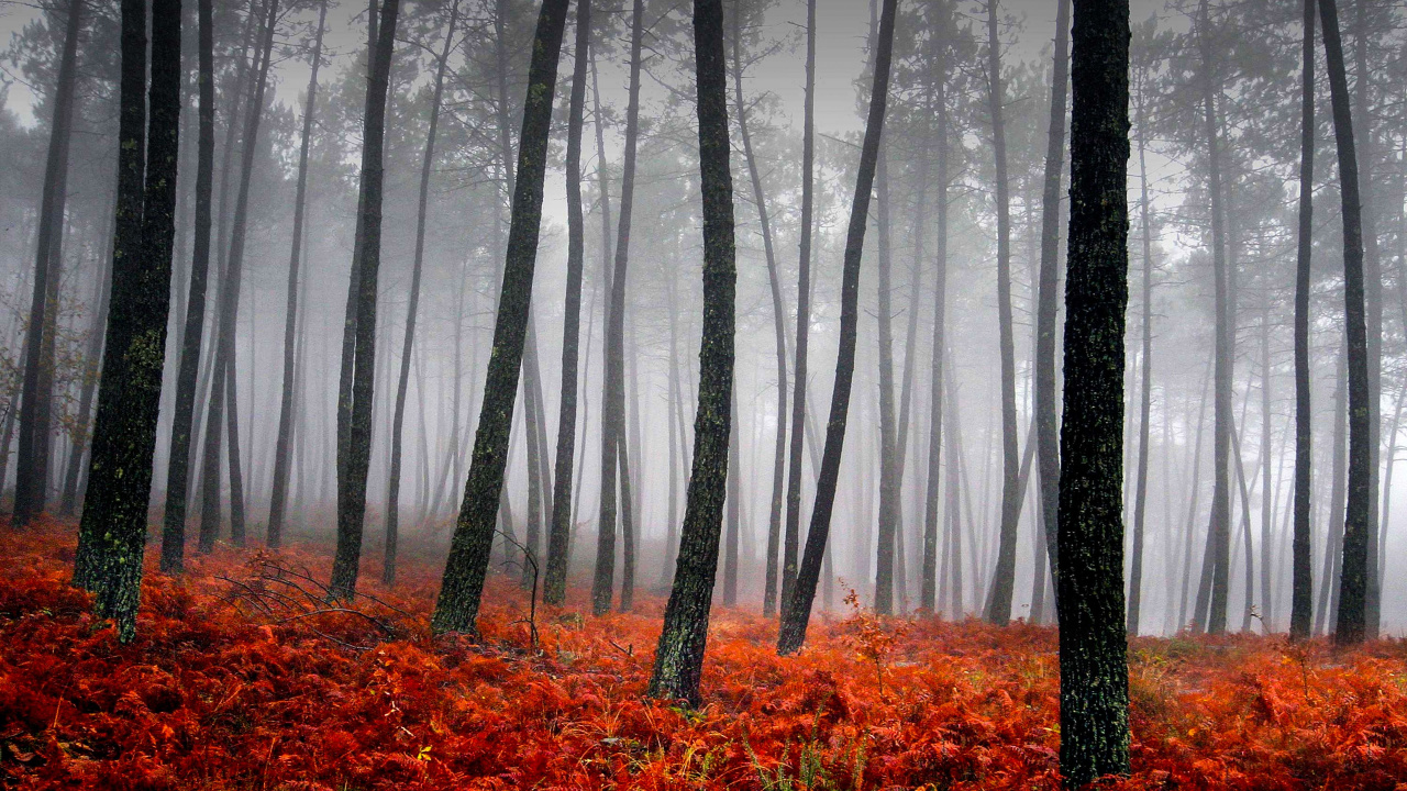 Обои лес, дерево, природа, лесистая местность, дымка в разрешении 1280x720