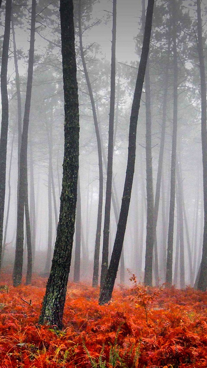 Обои лес, дерево, природа, лесистая местность, дымка в разрешении 720x1280