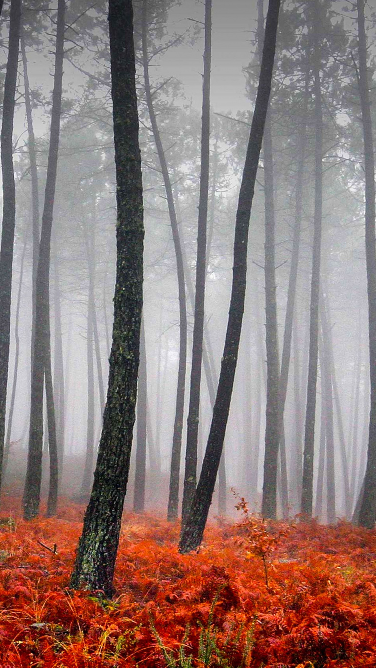 Обои лес, дерево, природа, лесистая местность, дымка в разрешении 750x1334