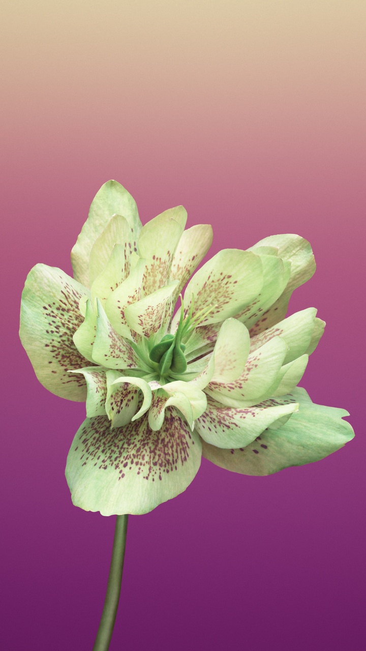 Обои iOS 11, ios, apple, цветок, цветковое растение в разрешении 720x1280