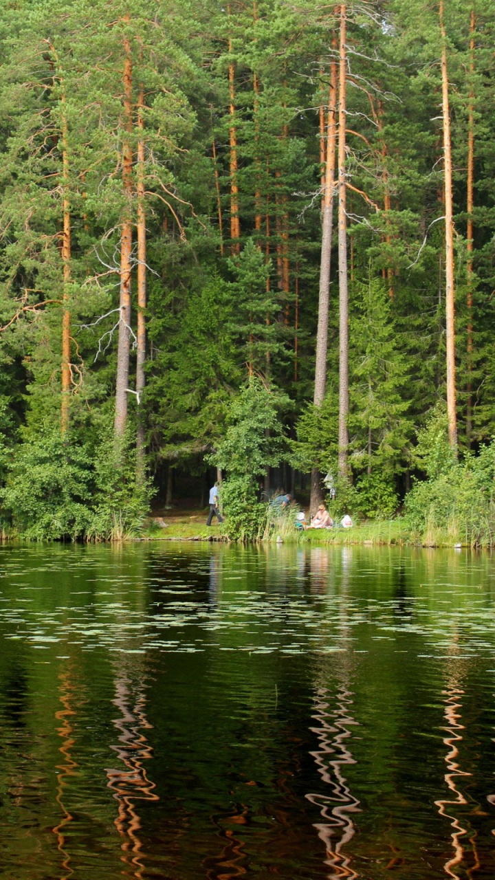 Обои дерево, природа, отражение, лес, природный заповедник в разрешении 720x1280