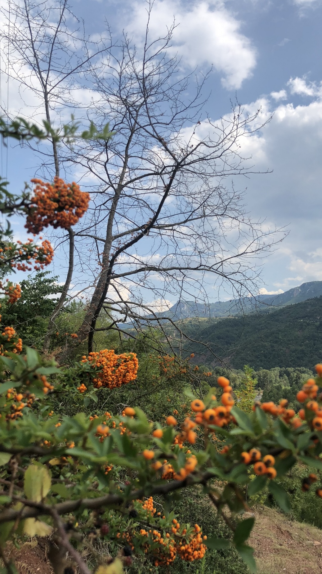 Обои растительность, кустарник, лист, наука, рассада в разрешении 1080x1920