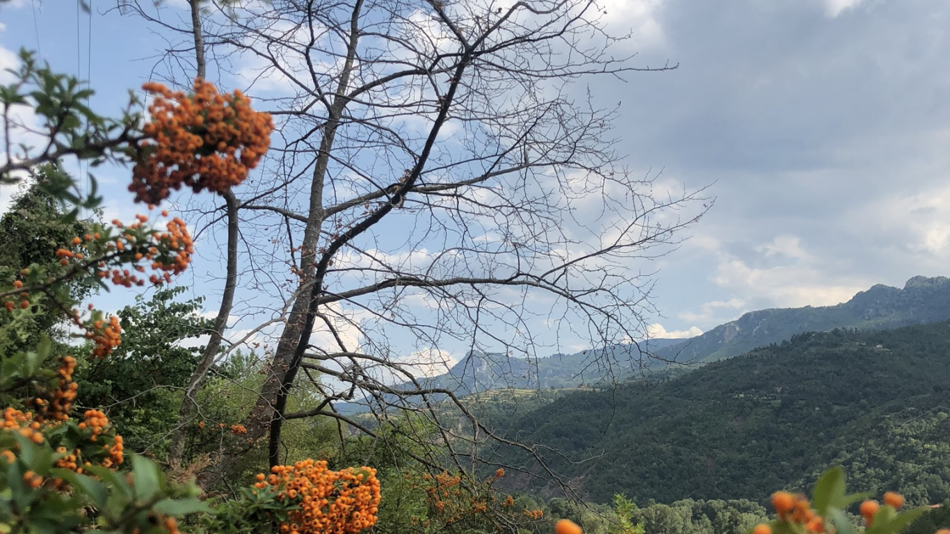 Обои растительность, кустарник, лист, наука, рассада в разрешении 1366x768