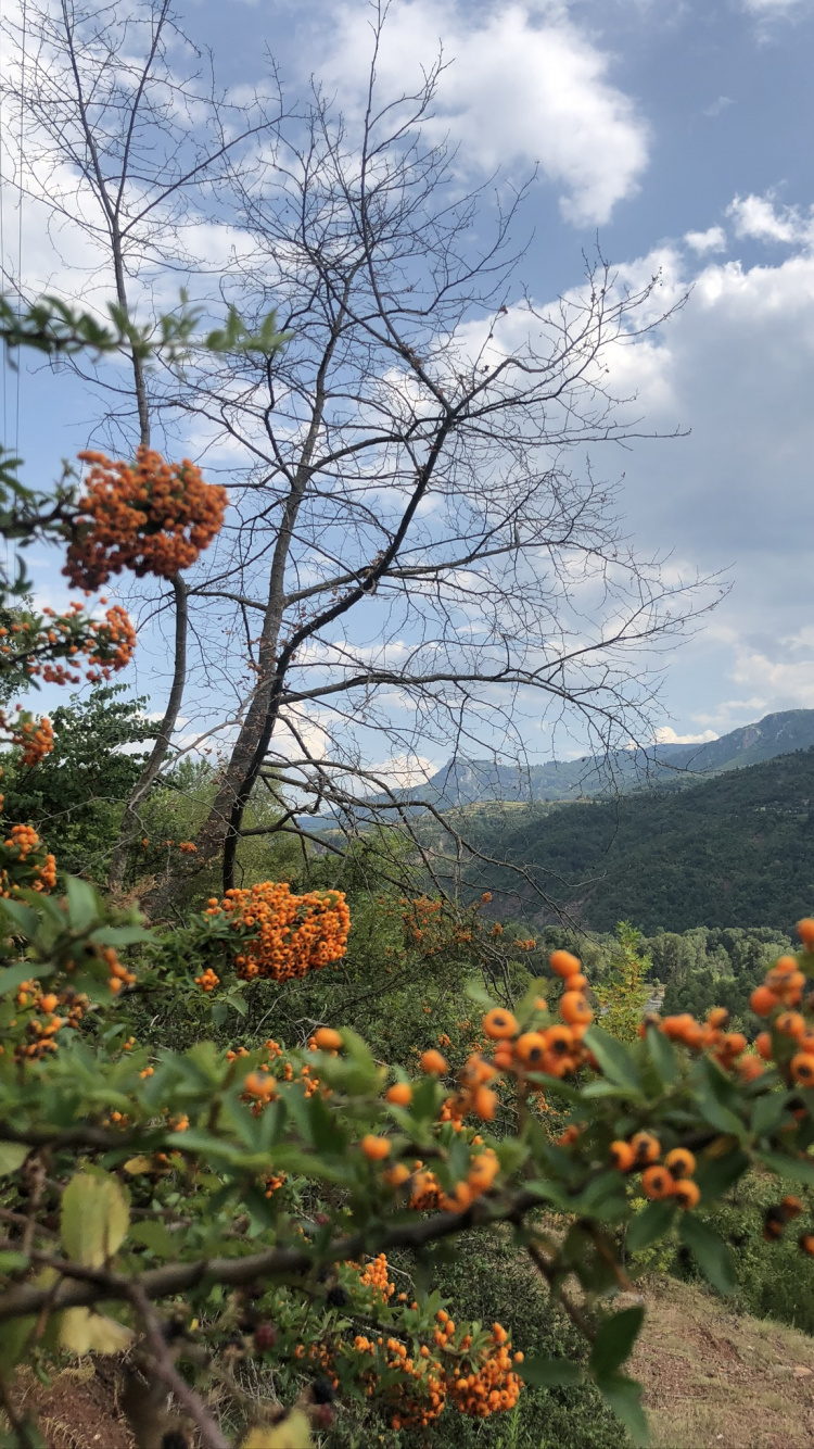 Обои растительность, кустарник, лист, наука, рассада в разрешении 750x1334