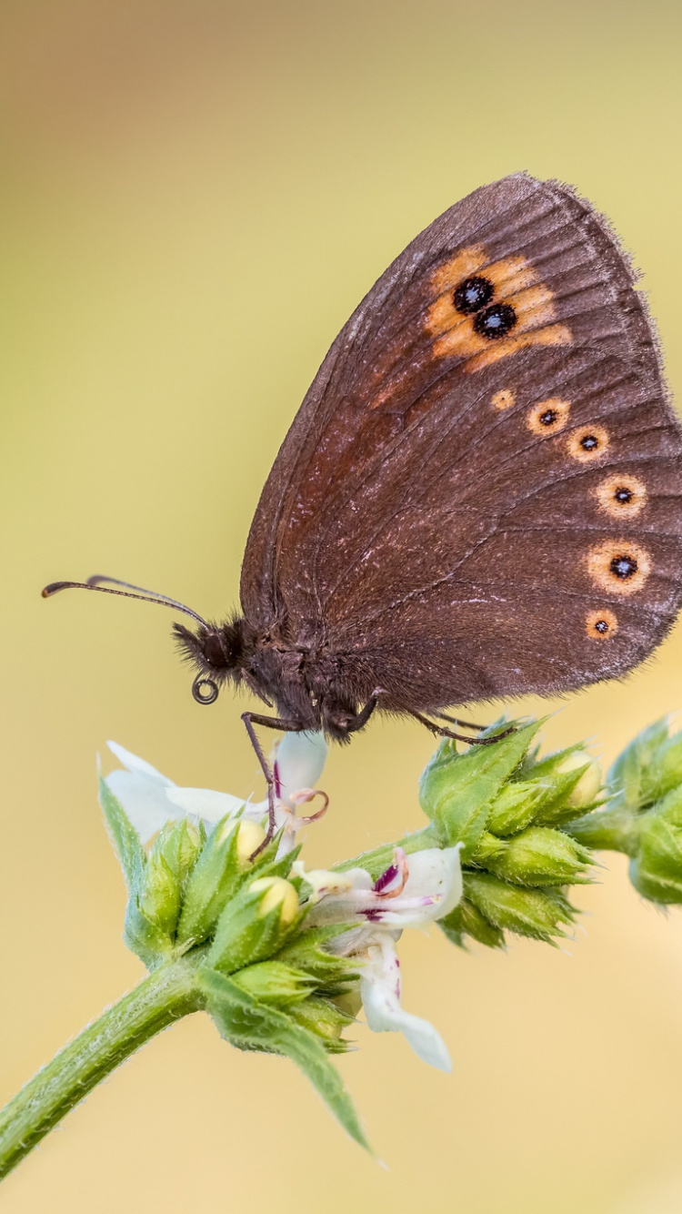 Обои lycaenid, колечко, мотыльки и бабочки, бабочка, насекомое в разрешении 750x1334