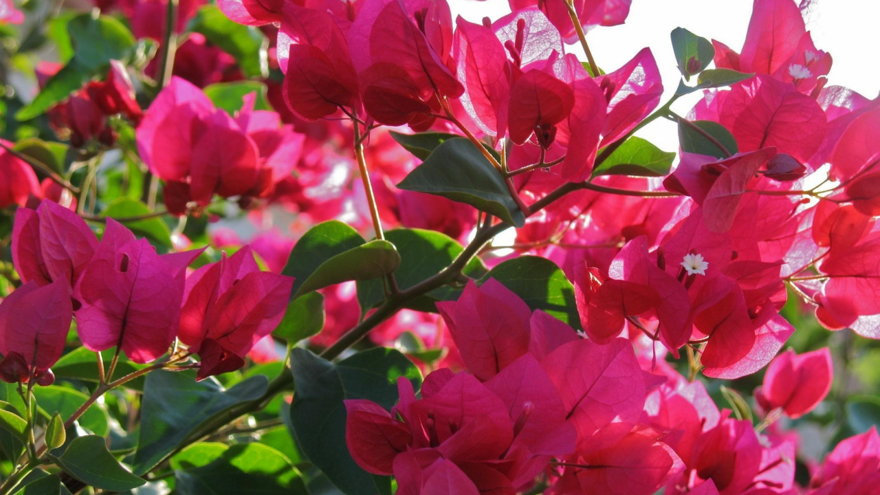 Обои бугенвилия, цветковое растение, лепесток, розовый, пурпурный цвет в разрешении 1280x720