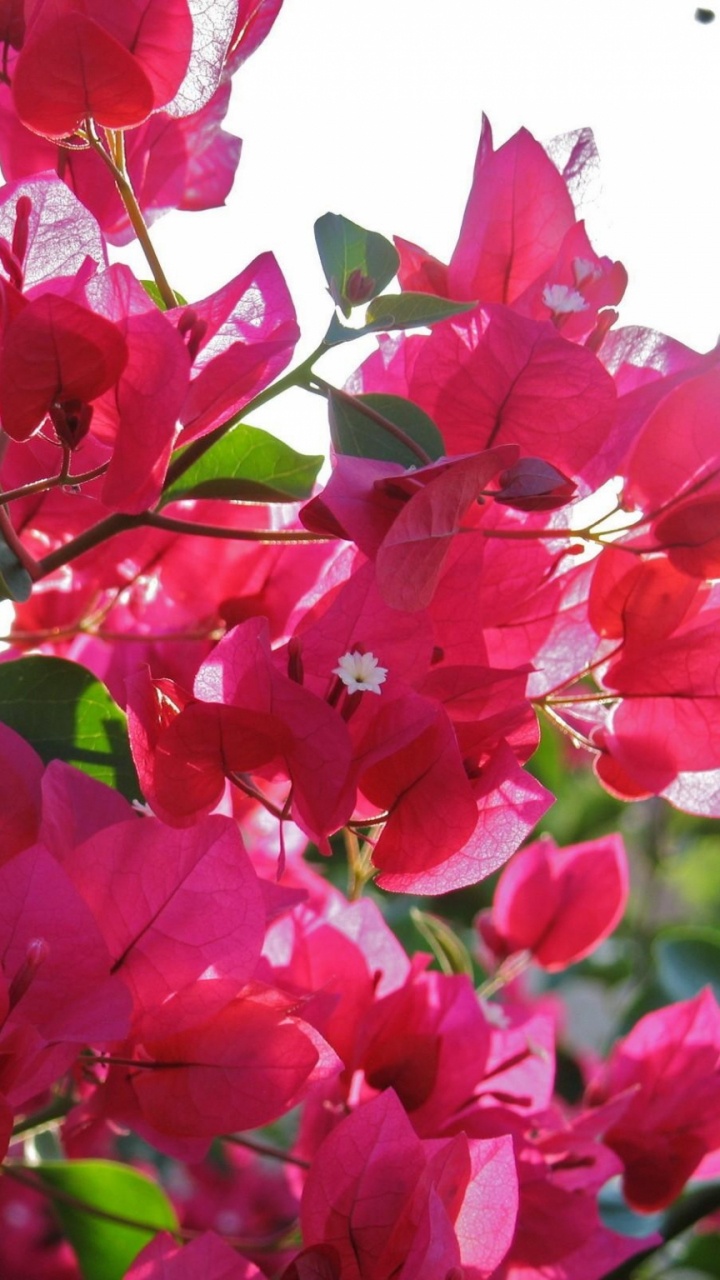 Обои бугенвилия, цветковое растение, лепесток, розовый, пурпурный цвет в разрешении 720x1280