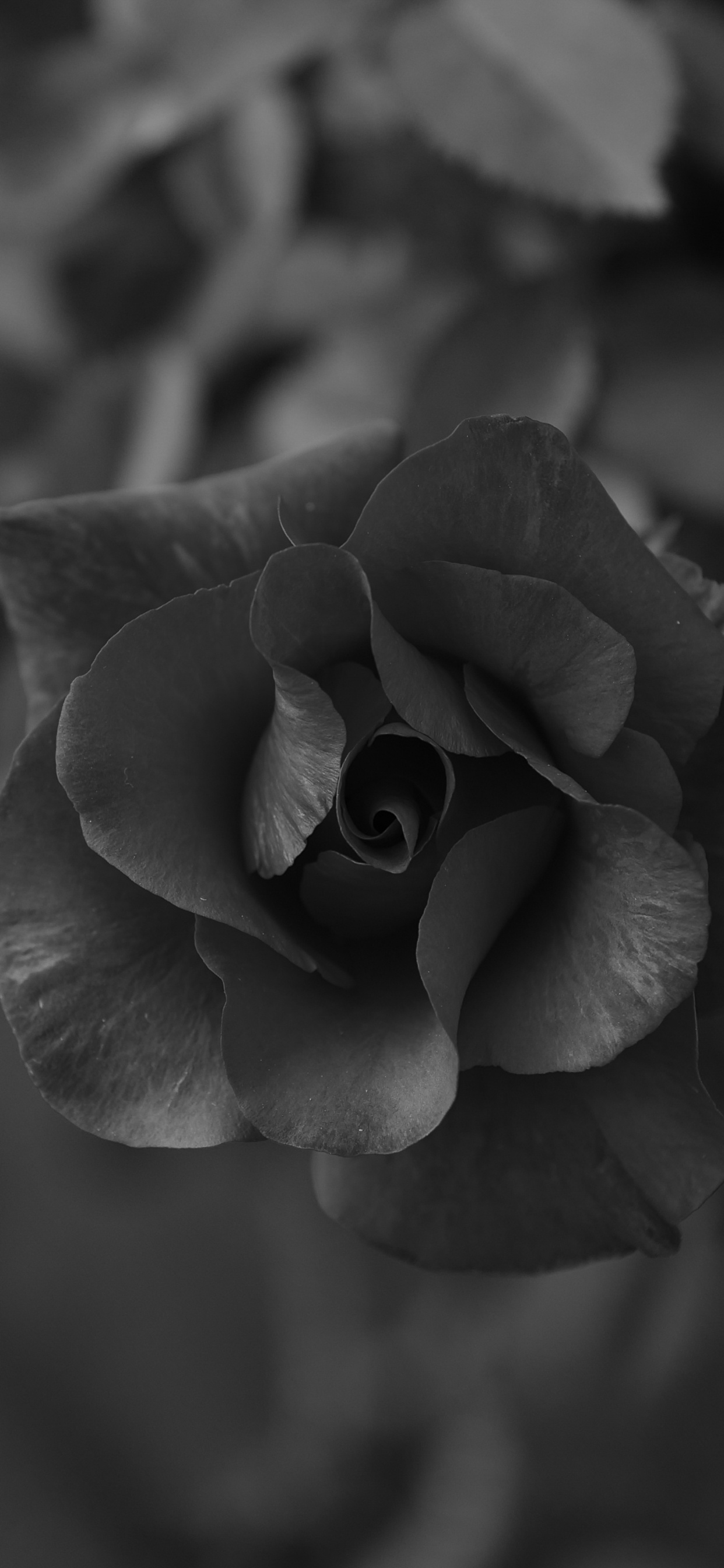 Обои черный, белые, лепесток, цветок, монохромный в разрешении 1242x2688