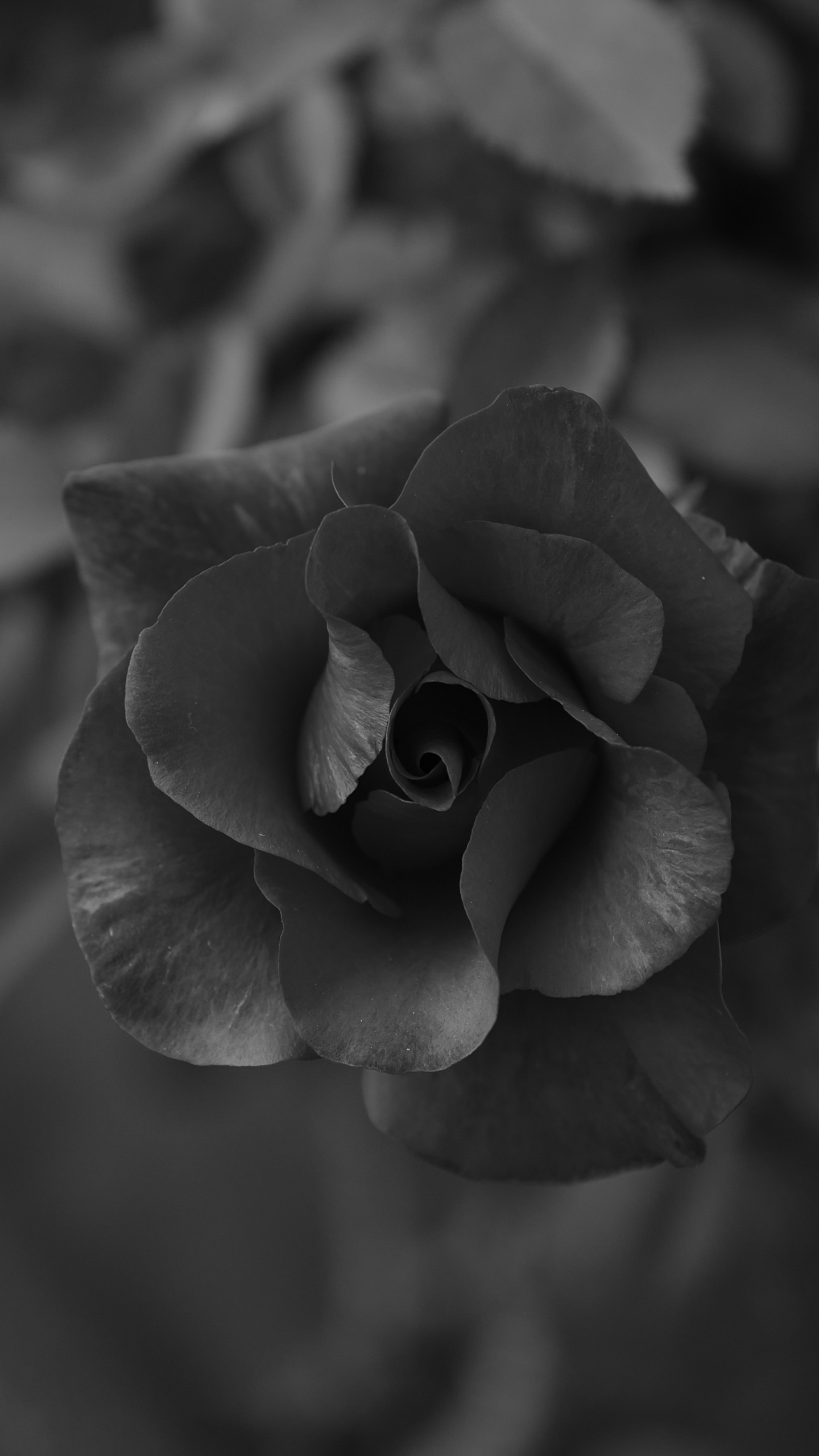 Обои черный, белые, лепесток, цветок, монохромный в разрешении 1440x2560