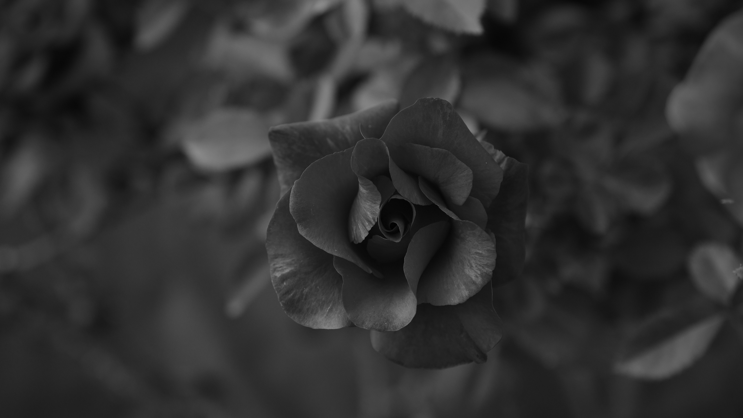 Обои черный, белые, лепесток, цветок, монохромный в разрешении 2560x1440