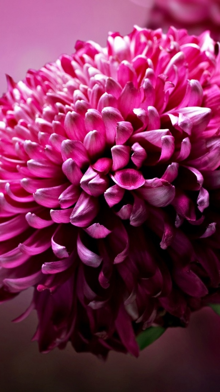 Обои цветок, цветковое растение, розовый, растение, лепесток в разрешении 720x1280