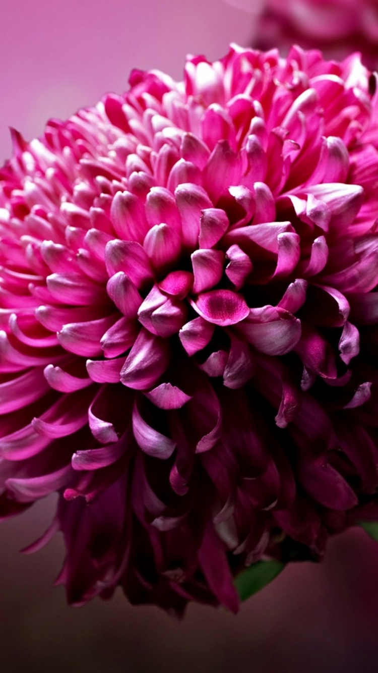 Обои цветок, цветковое растение, розовый, растение, лепесток в разрешении 750x1334