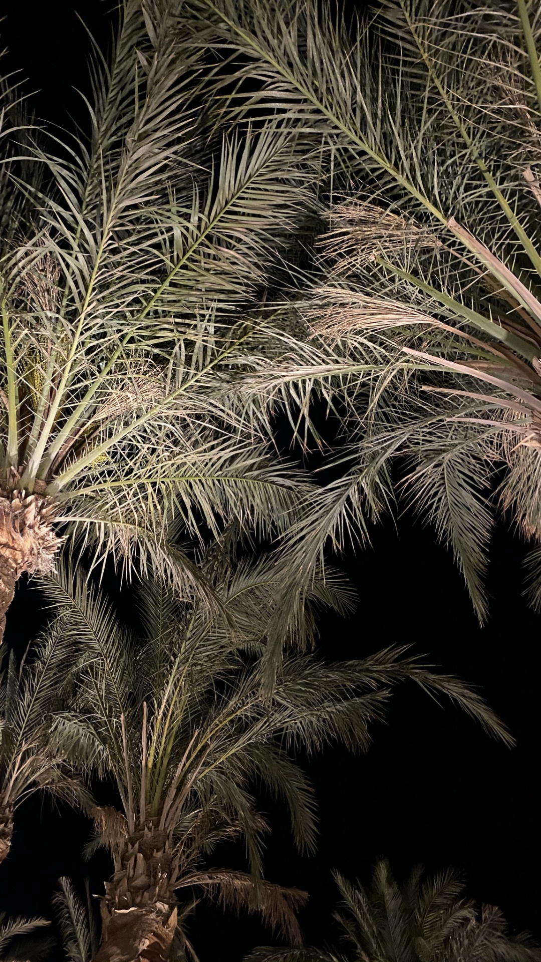 Обои растительность, Бабассу, Масло пальмы, растение, наземное растение в разрешении 1080x1920