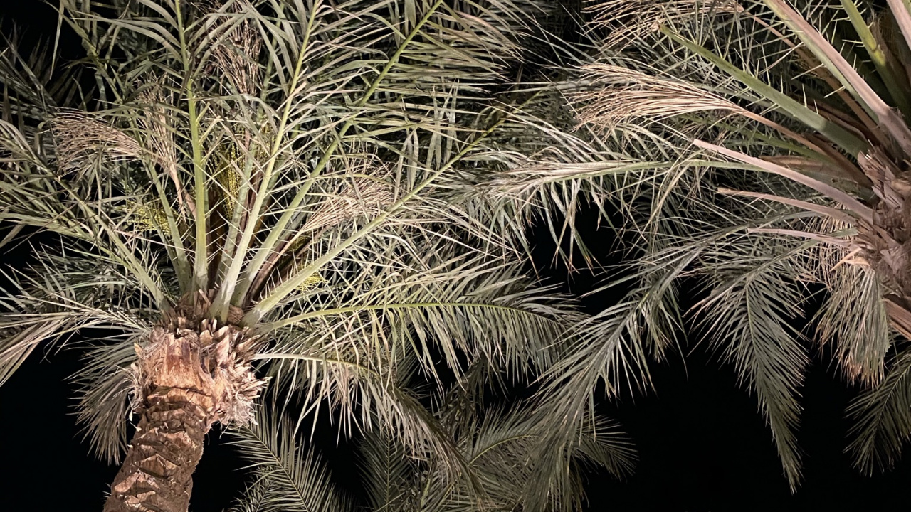 Обои растительность, Бабассу, Масло пальмы, растение, наземное растение в разрешении 1280x720