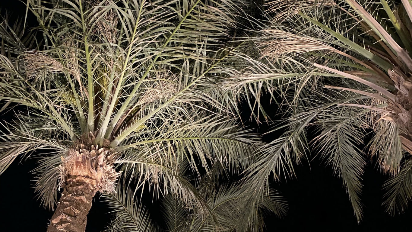 Обои растительность, Бабассу, Масло пальмы, растение, наземное растение в разрешении 1366x768