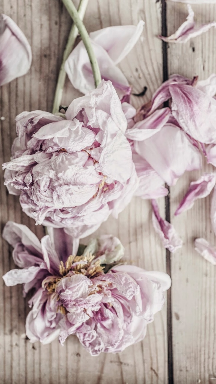 Обои цветок, срезанные цветы, Роза, розовый, сирень в разрешении 720x1280