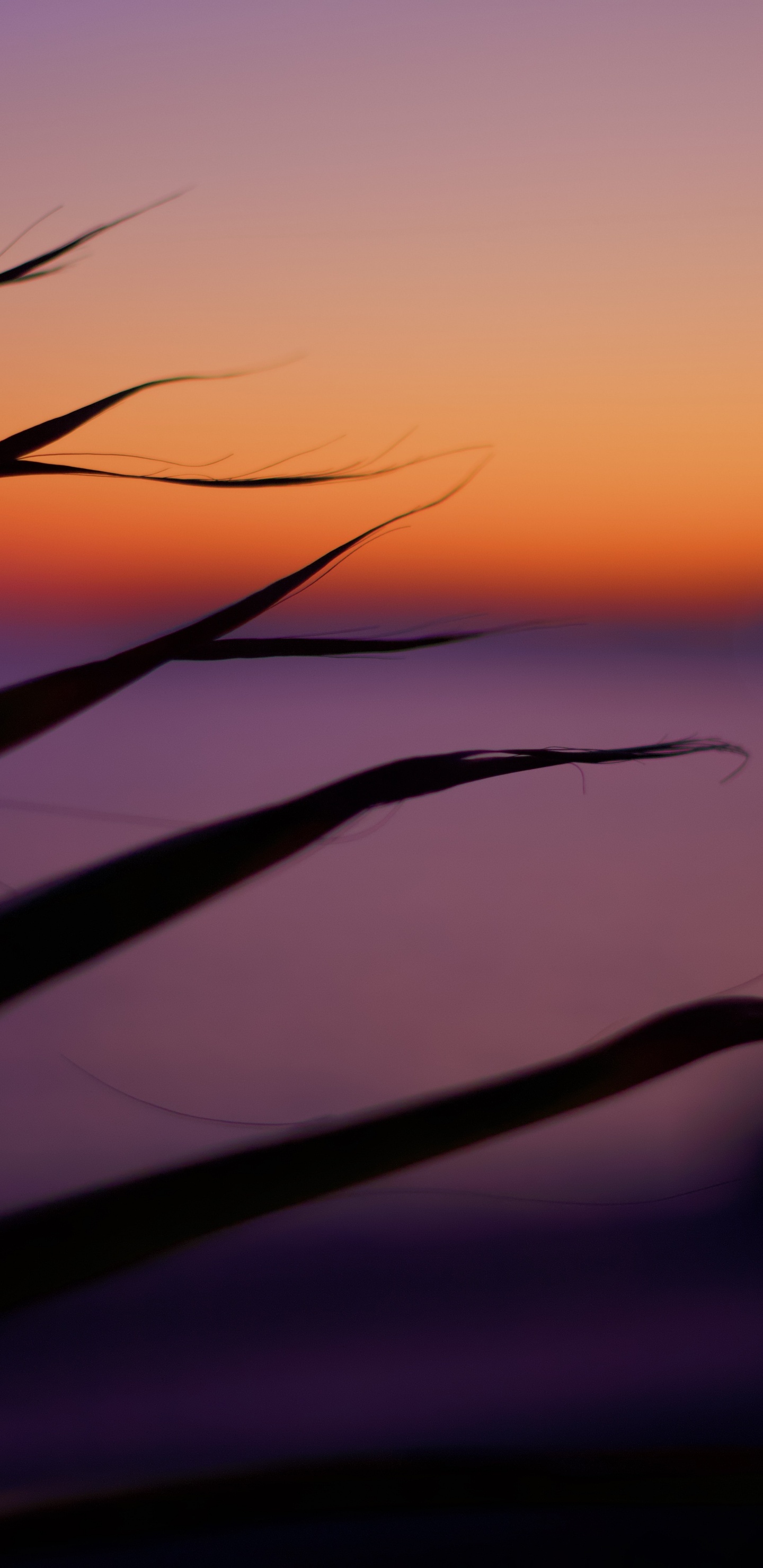 Обои послесвечение, горизонт, закат, пурпур, сумрак в разрешении 1440x2960