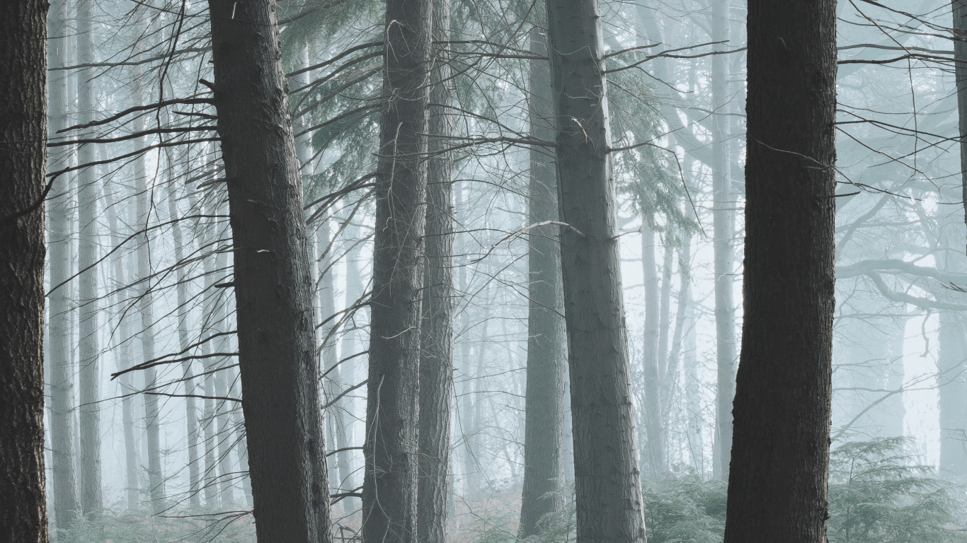 Обои дерево, лес, лесистая местность, природа, окружающая среда в разрешении 1366x768