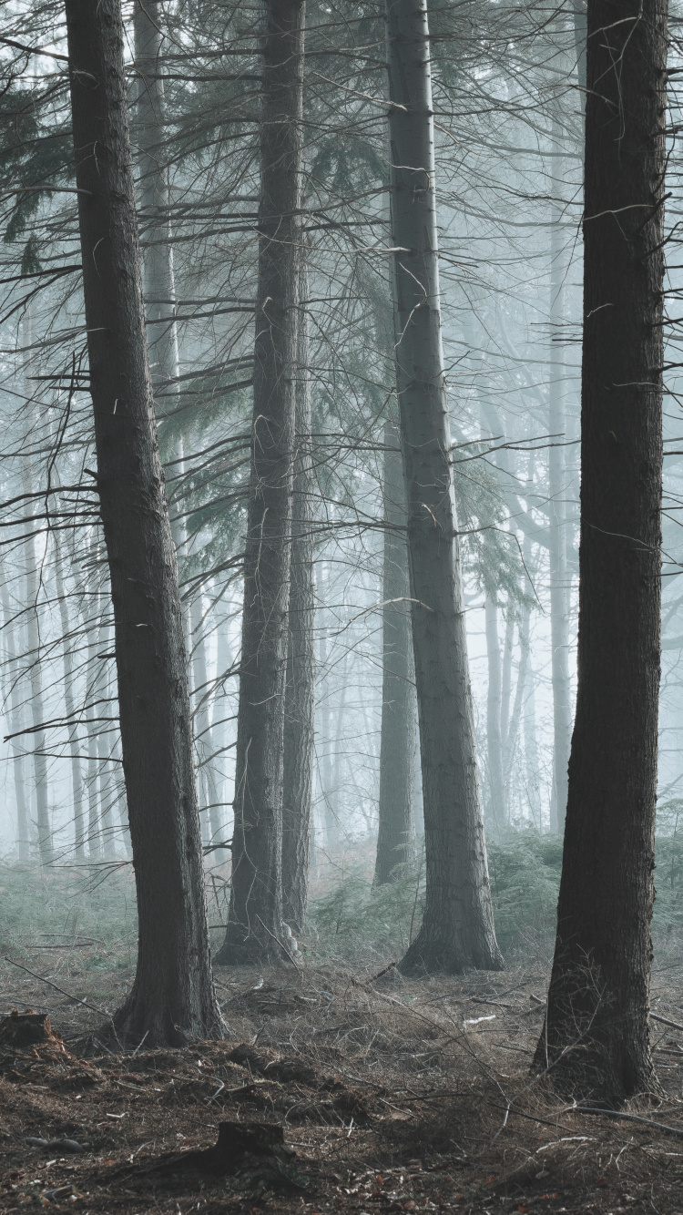 Обои дерево, лес, лесистая местность, природа, окружающая среда в разрешении 750x1334