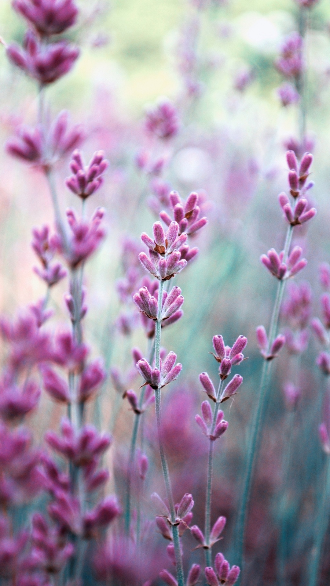 Обои Wathall Г Сын Лтд, лаванда, цветок, цветковое растение, розовый в разрешении 1080x1920