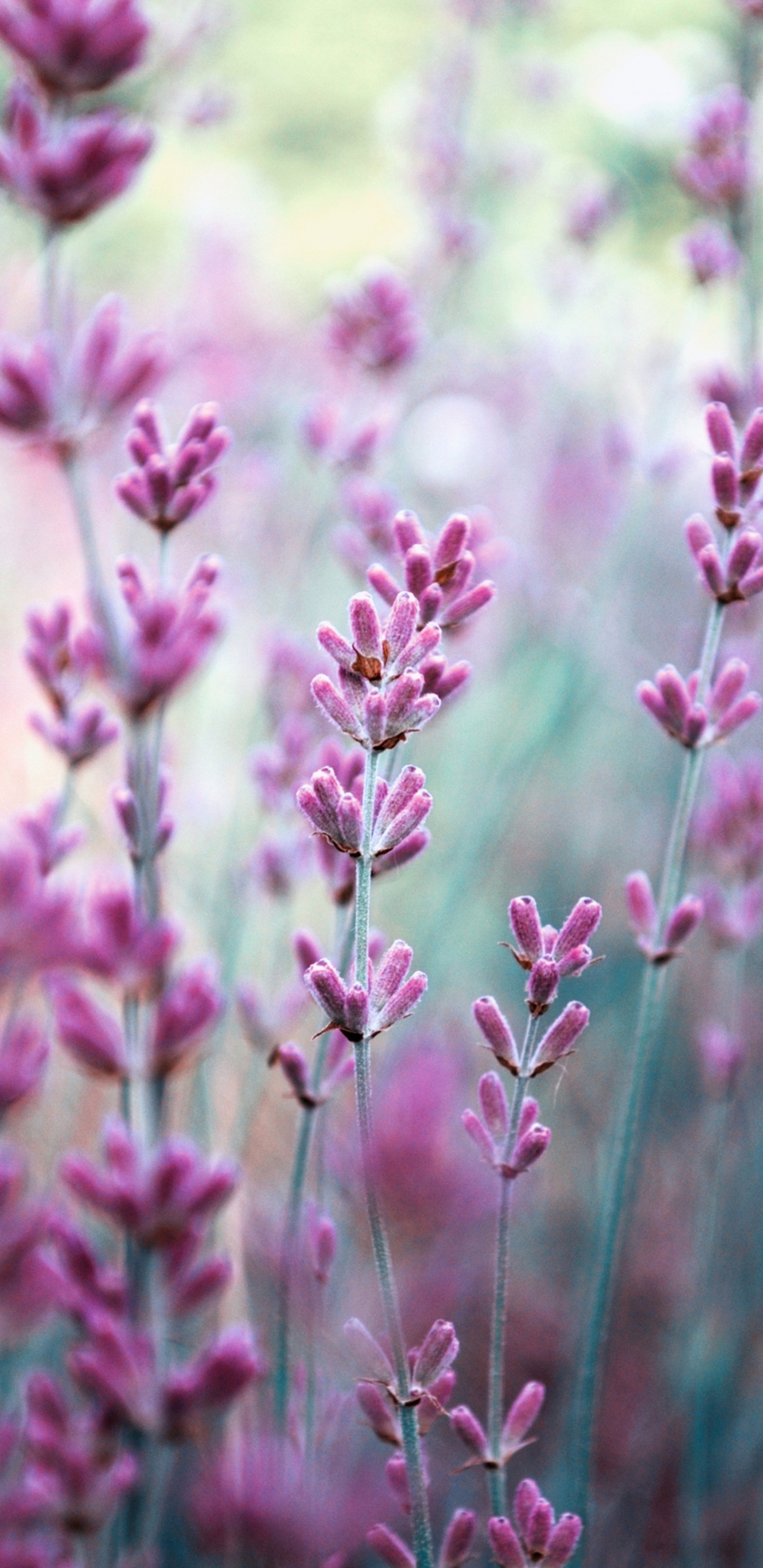 Обои Wathall Г Сын Лтд, лаванда, цветок, цветковое растение, розовый в разрешении 1440x2960